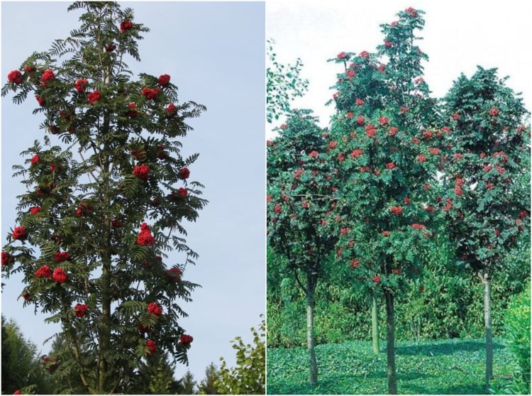 variété-arbre-petit-jardin-Sorbus-aucuparia-Fastigiata