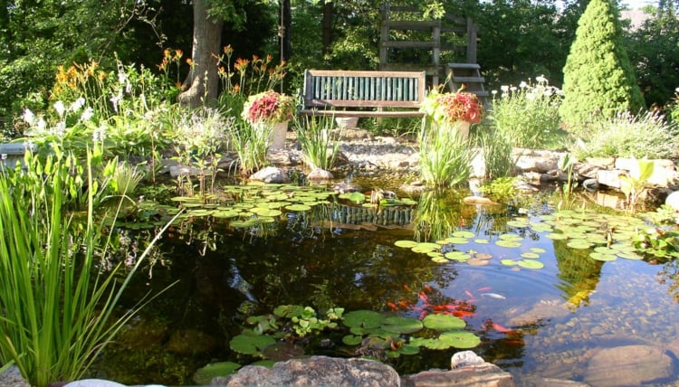 étang-jardin-aquatique-plusieurs-espèces-plantes