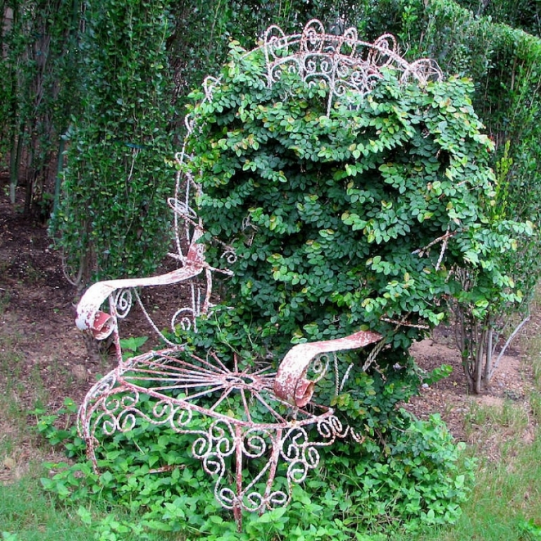 ancienne-chaises-jardin-fer-forgé-plantes-grimpantes