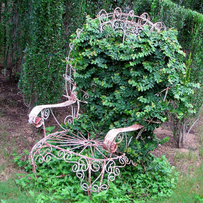 ancienne-chaises-jardin-fer-forgé-plantes-grimpantes