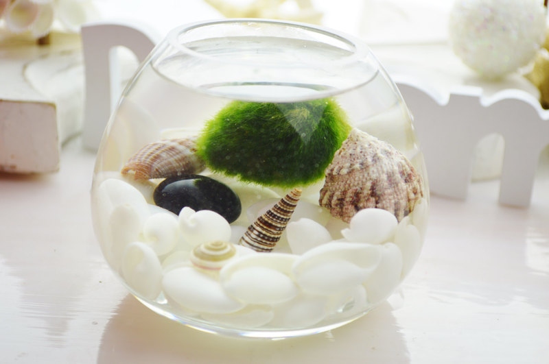 decoration-marine-coquillage-mousse-aquarium