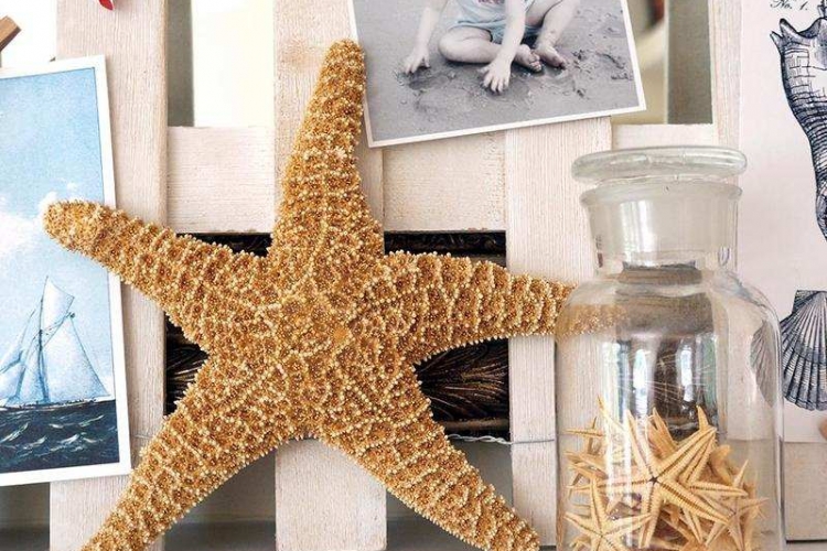 decoration-marine-etoile-mer-bocal-photos