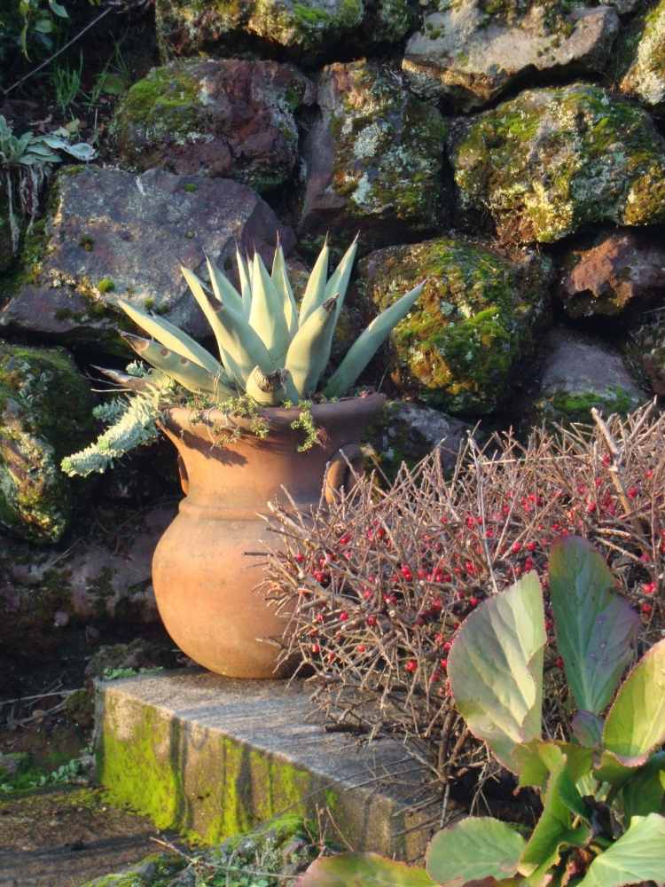 aménagement-jardin-méditerranéen-agave-pot-terre-cuite-mur-pierre