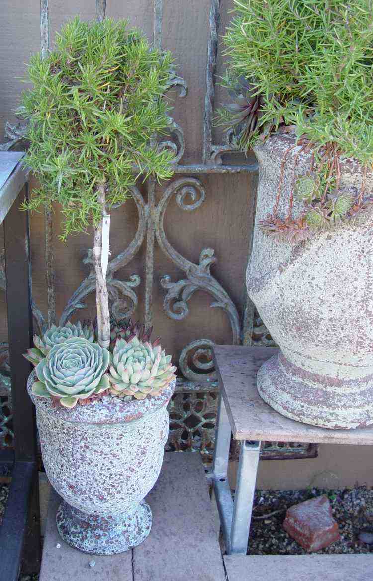 Plantes et aménagement jardin méditerranéen – 79 idées