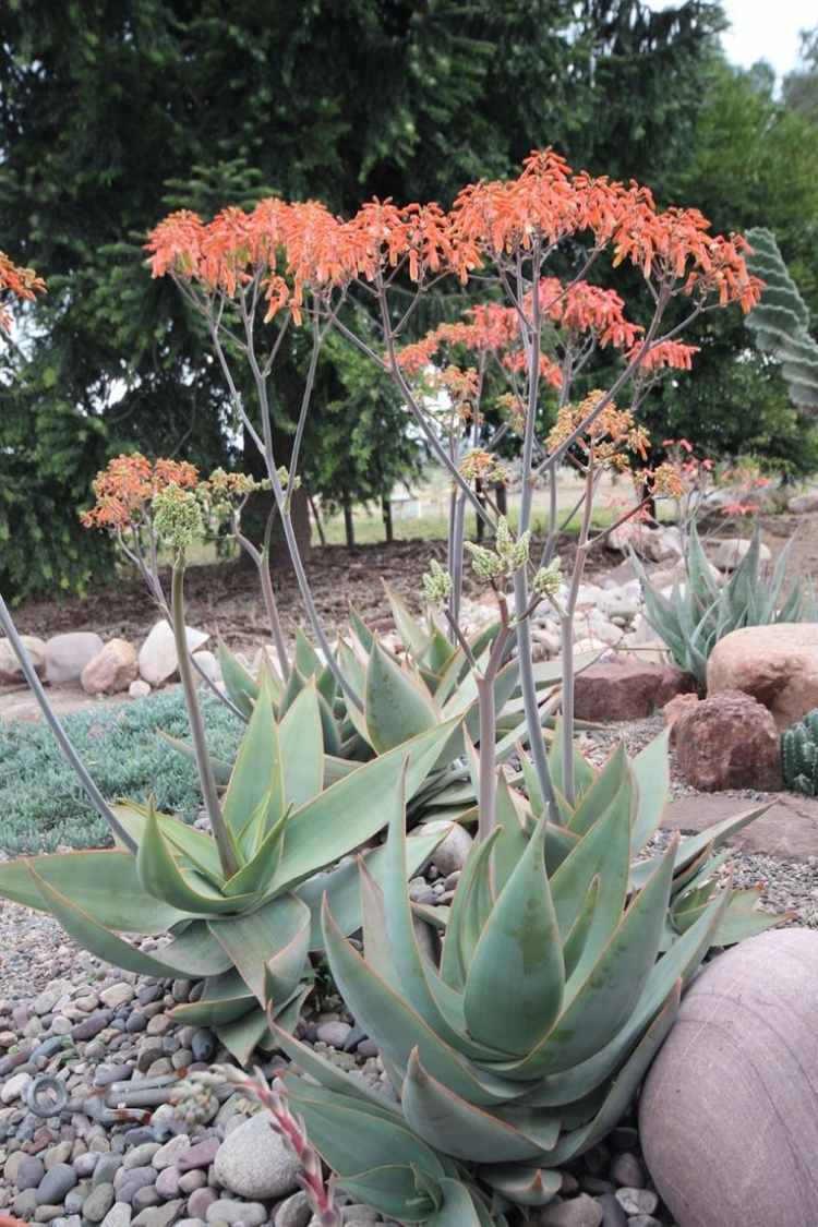 aménagement-jardin-méditerranéen-succulentes-fleurs-orange-jardin-rocaille