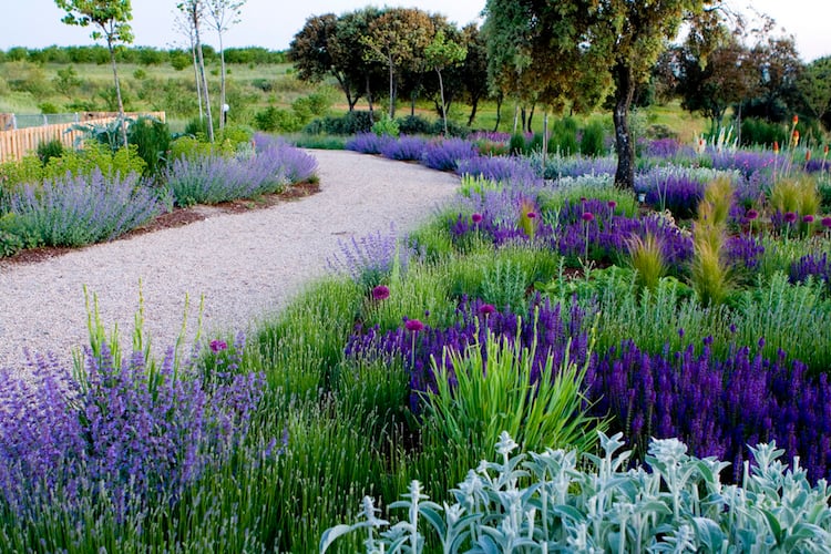 aménagement-jardin-méditerranéen-perovskia-lavande-sauge-herbes-aromatiques