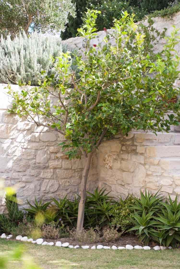 aménagement-jardin-méditerranéen-citronnier-agave-mur-pierre