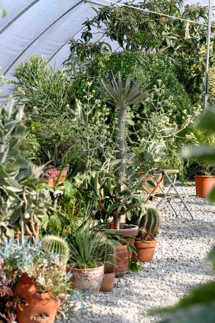 aménagement-jardin-méditerranéen-gravier-palmiers-cactus-pots-terre-cuite