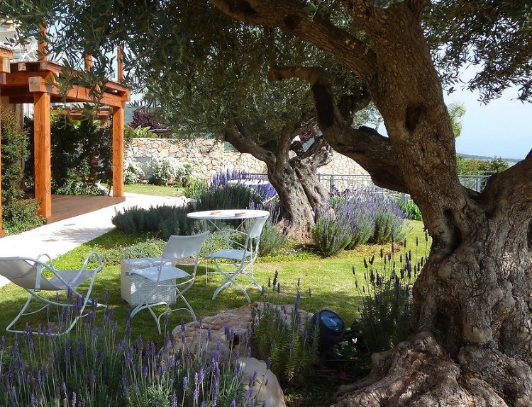aménagement jardin méditerranéen -lavande-grands-oliviers