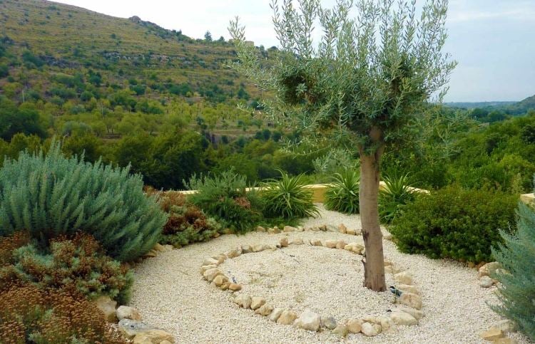 aménagement-jardin-méditerranéen-olivier-plantes-sols-secs