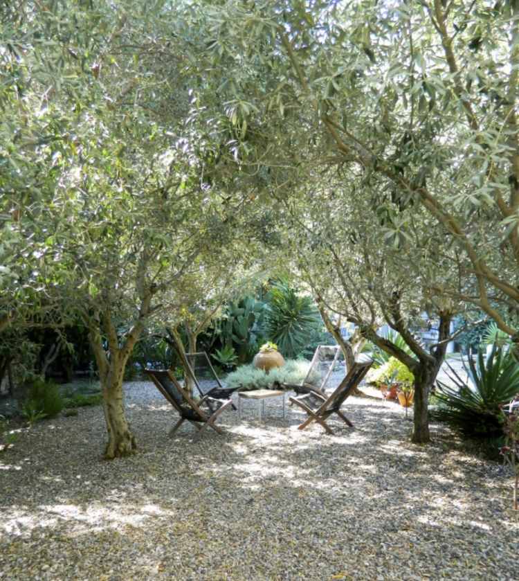 aménagement-jardin-méditerranéen-oliviers-chaises-longues-yucca