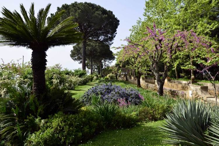 aménagement-jardin-méditerranéen-palmiers-arbres-fleuris-gazon aménagement jardin méditerranéen
