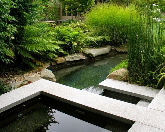 bassin-jardin-moderne-herbes-décoratives-fougères