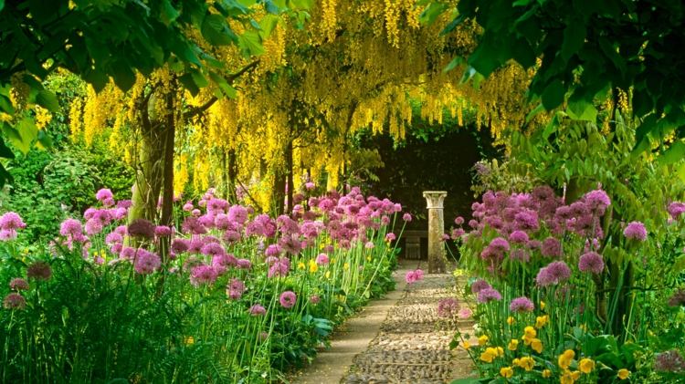 conception-jardin-cytises-alliums-pourpres-allée-romantique conception jardin