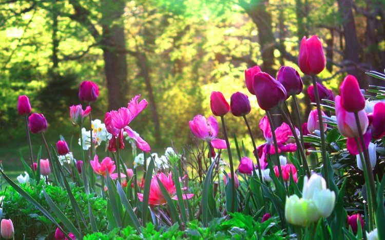 conception-jardin-fleurs-tulipes-roses-narcisse-blanc conception jardin