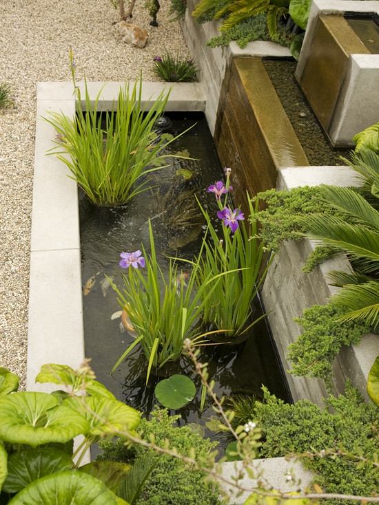 jardin-aquatique-bassin-béton-plantes-fleurs-violet