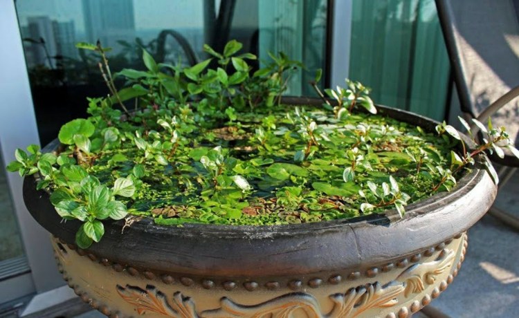 mini-bassin-balcon-plantes-pot-fleur-idee-diy