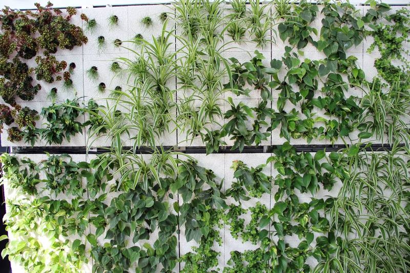 mur végétal  extérieur   plantes-skyflor