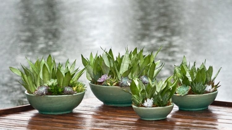 pots-de-fleurs-Sanseveria-plantes-succulentes-terrasse-bois