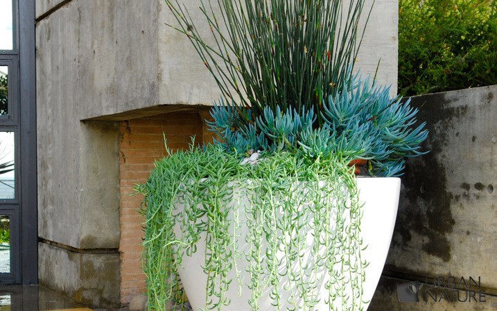 pots-de-fleurs-blanc-plantes-succulentes-terrasse-exterieure