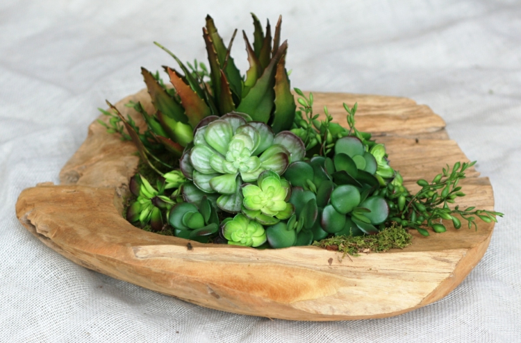 arrangement-plantes-succulentes-bois-mousse-succulentes