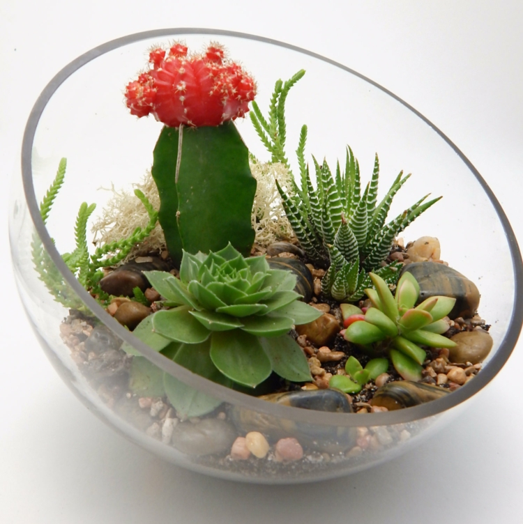 arrangement-plantes-succulentes-bol-verre-galets-aloè-succulentes-cactus-fleuri