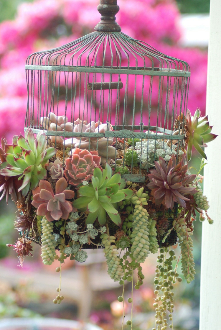 arrangement-plantes-succulentes-cage-oiseaux-métal-patiné-succulentes