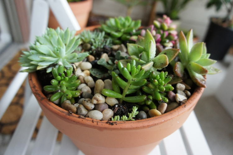 arrangement-plantes-succulentes-galets-succulentes-pot-terre-cuite