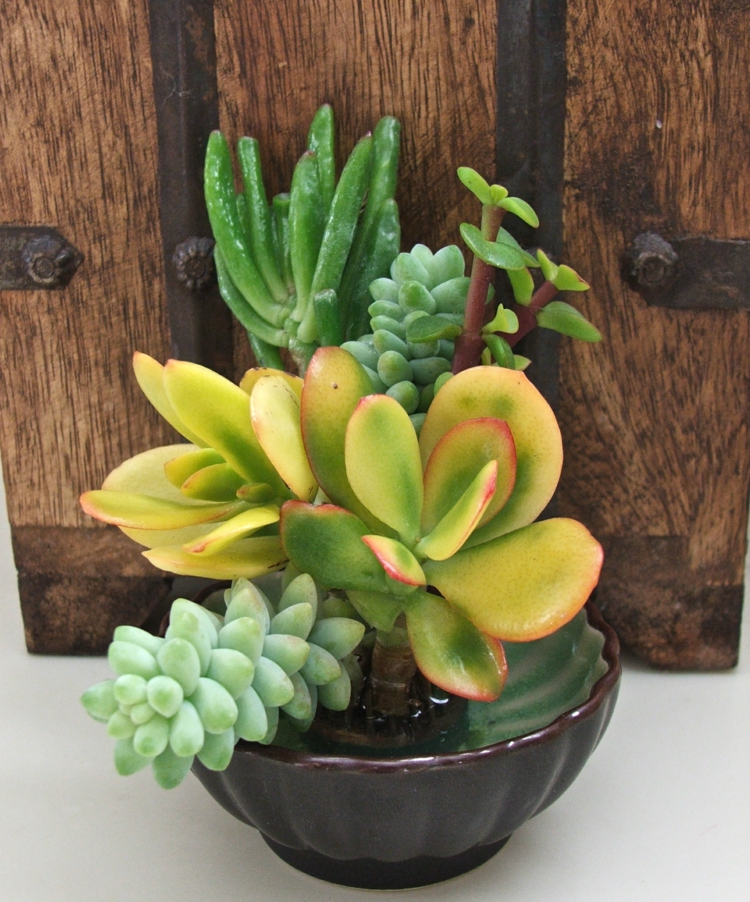 arrangement-plantes-succulentes-mini-arrangement-succulentes