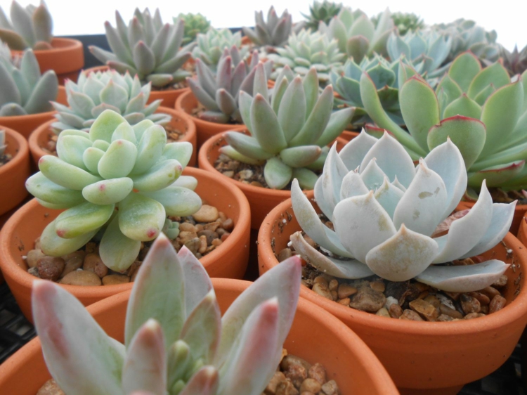 arrangement-plantes-succulentes-pots-terre-cuite-cailloux