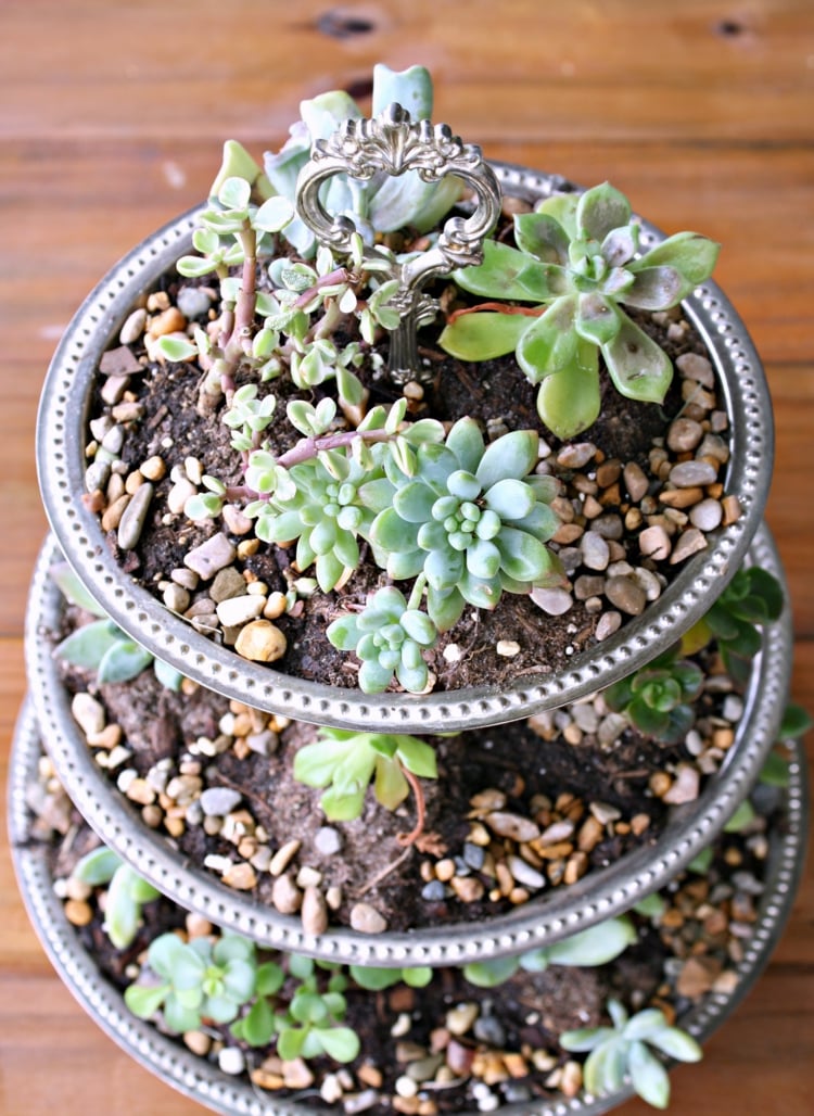 arrangement-plantes-succulentes-présentoir-gâteau-clé-vintage plantes succulentes