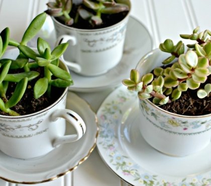 arrangement-plantes-succulentes-tasses-café-porcelaine