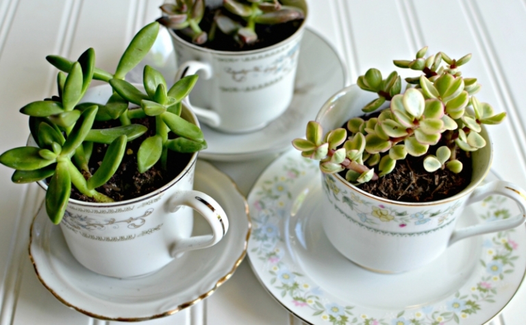 arrangement-plantes-succulentes-tasses-café-porcelaine plantes succulentes
