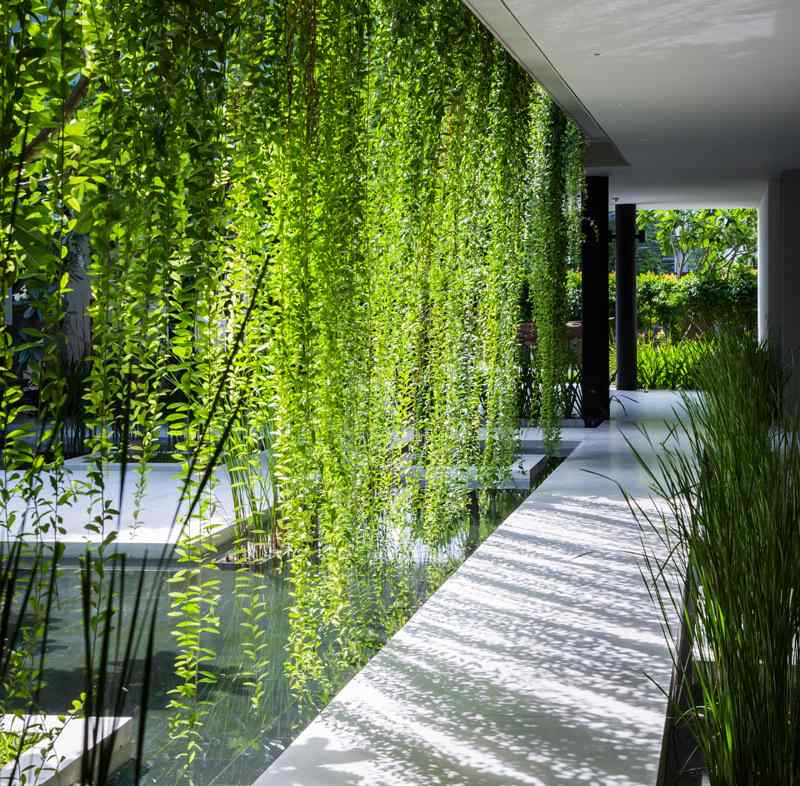 jardin-vertical-idee-plantes-grimpantes-allee-bassin-jardin