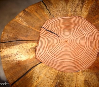 anneaux croissance visibles plateau table bois-Douglas design