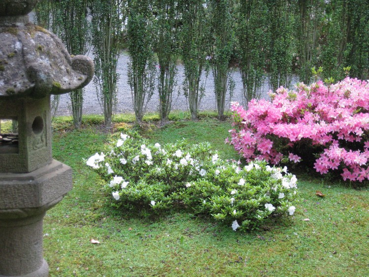 azalées blanches élément Métal jardin-Feng-Shui