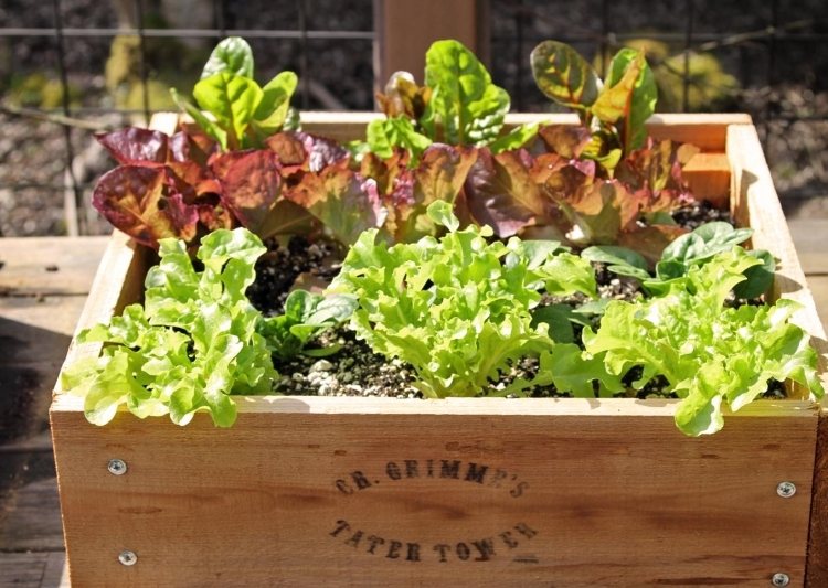 bac-fleurs-bois-DIY-salade-verte-terrasse bac à fleurs en bois