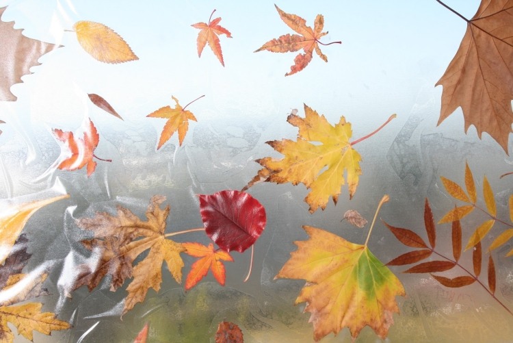 feuilles automne couleurs chaudes décoration fenêtre