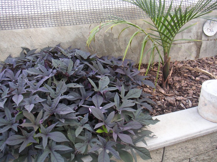 jardin-Feng Shui plante Ipomoea Batatas Blakie symbole Eau