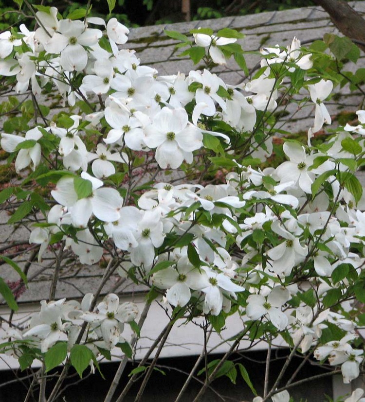 jardin-Feng-Shui plantes feuilles blanches élément Métal