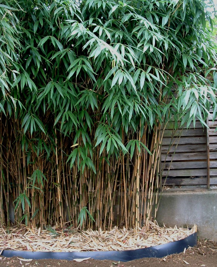 jardin-feng-shui bambou Pseudosasa japanoca Bois