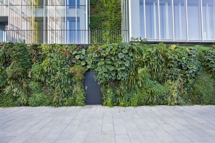 mur végétal extérieur plusieurs espèces plantes