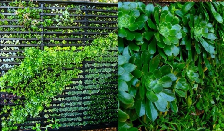 mur végétal intérieur-extérieur plantes succulentes