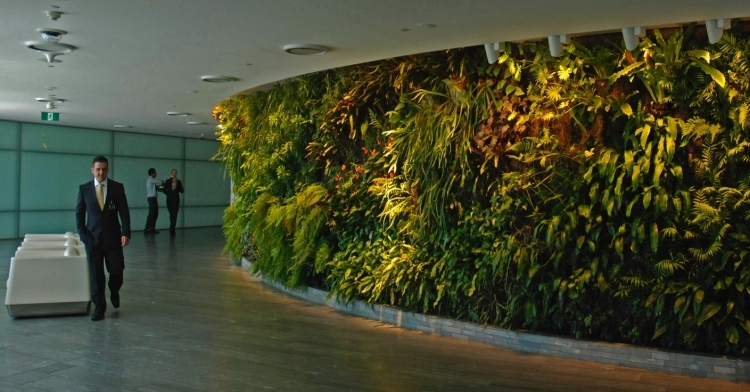 mur-végétal intérieur végétation luxuriante immeuble bureaux
