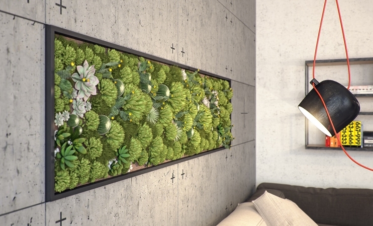 murs béton cadre plantes succulentes mur végétal-intérieur
