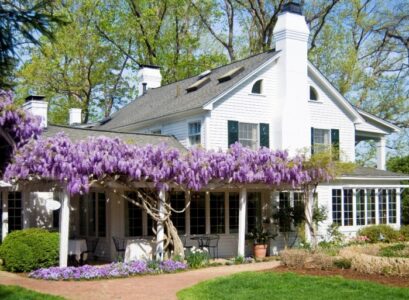 plantes-grimpantes-pergolaèwisteria-fleurs-roses-terrasse