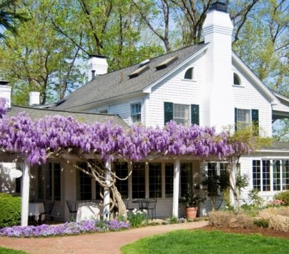 plantes-grimpantes-pergolaèwisteria-fleurs-roses-terrasse