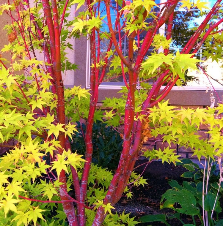 élément-Feu jardin-Feng-Shui plantes tiges rouges Acer palmatum