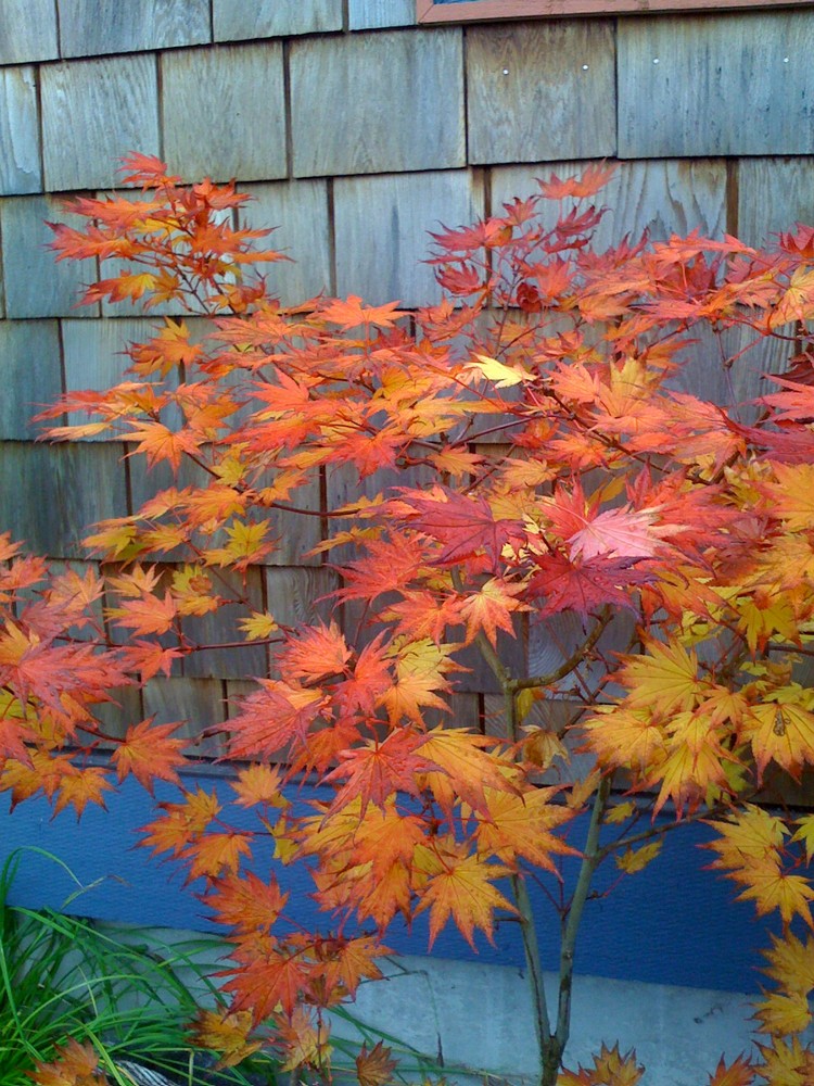 élément Feu-jardin-Feng-Shui érable Japon feuilles rouges