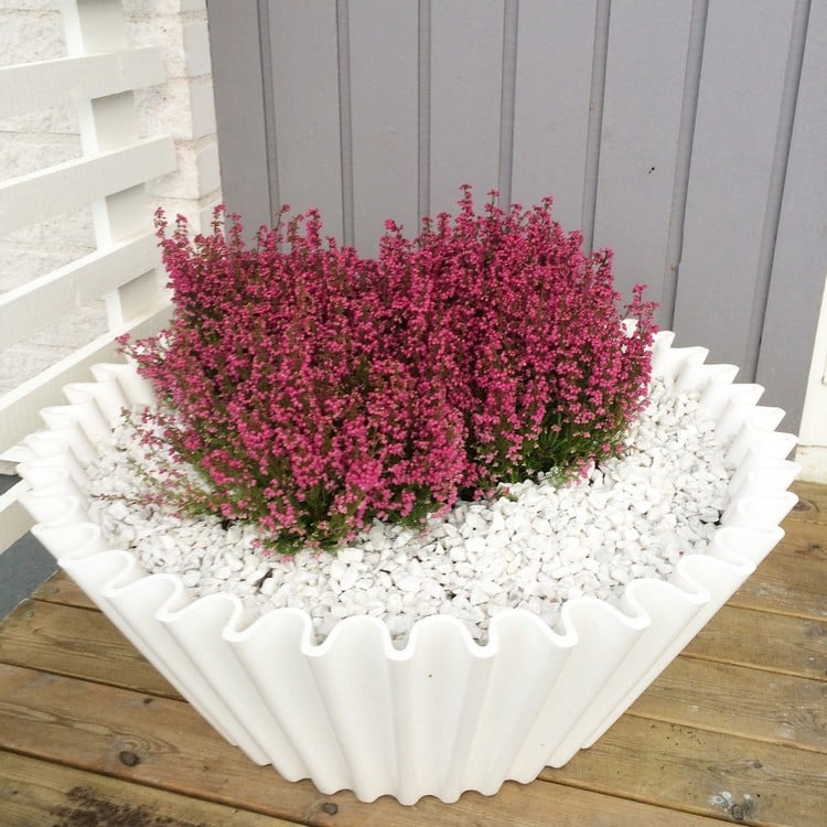 deco-automne-bruyère-erica-arrangement-pot-fleurs-plissé-blanc-erica-gravier-concassé-blanc
